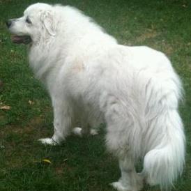 pyrenees stuffed animal